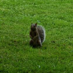 ....und viele Eichhörnchen....