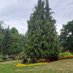 ...und sonst schöne Bäume....