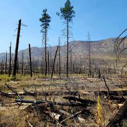 Burn scarred landscape from 2015 forest fire