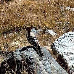 Ein Vogel folgt mir ein wenig