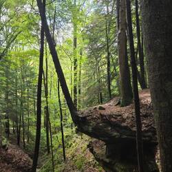 Tree growing on the very tip of a rock ledge