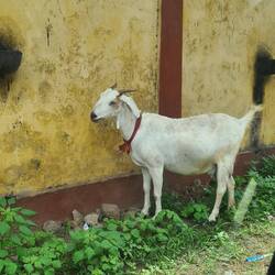 Die Ziegen laufen frei herum, und finden dann wieder den Weg nach Hause