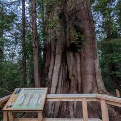 Diesem Baum wurde durch die First Nations über Jahrhunderte mehrfach Holz entnommen, daher die Fotm