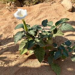 Datura = Stechapfel