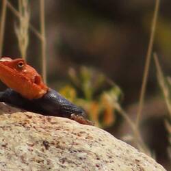 Namibische Felsenagame Männchen