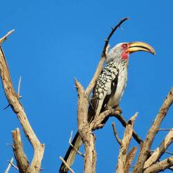 Gelbschnabeltoko ( Southern yellow-billed hornbill)