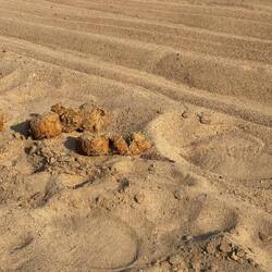 Eindeutig Elefantenspuren von 3 Tieren, erst etwa 2-3 Tage alt- wir sind zu spät :(