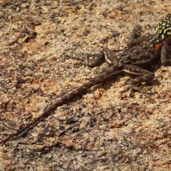 Namibische Felsenagame Weibchen