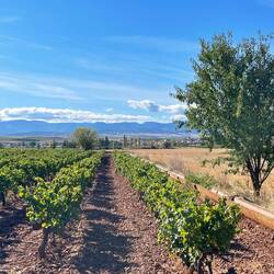 More vineyard views. I'll be leaving Rioja soon so not sure if the vines will continue.