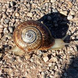 Hope he made it safely across the path. 😬