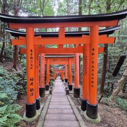 Die Torii im Fushimi Inari-Taischa Schrein
