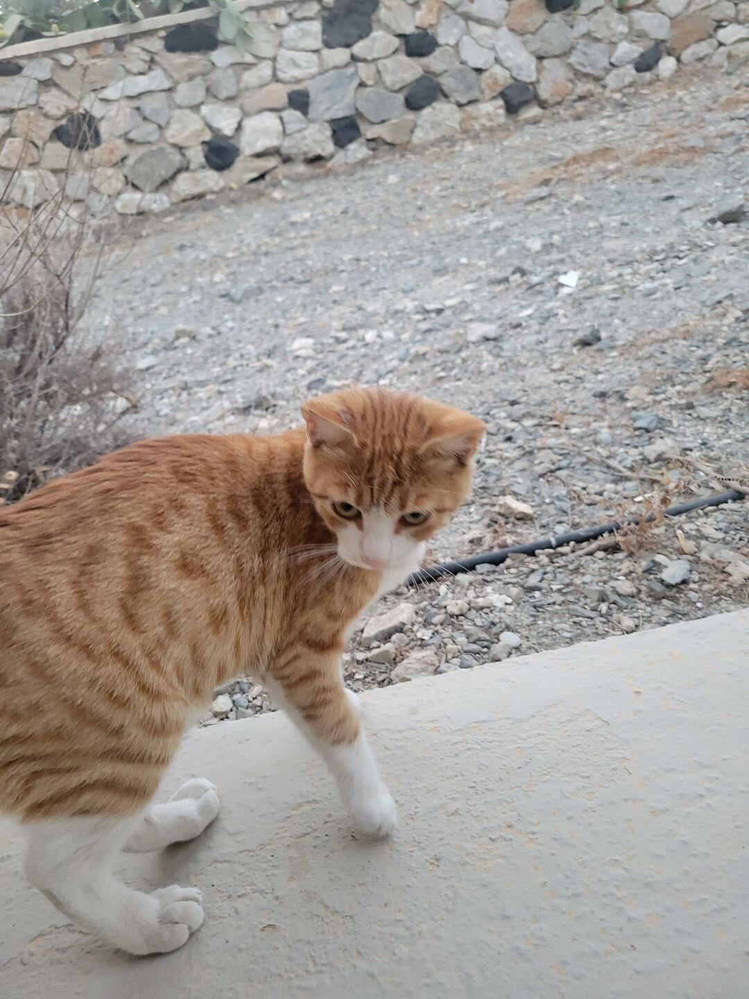 Cats everywhere at our hotel. This one hung around around our rooms looking for handouts.