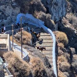 The donkeys going up and down the steps.