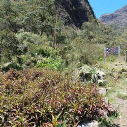 Les arums (derrière) envahissent cette plante endémique de la Reunion