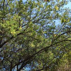 Les mimosas sont en fleurs, ici c'est le printemps