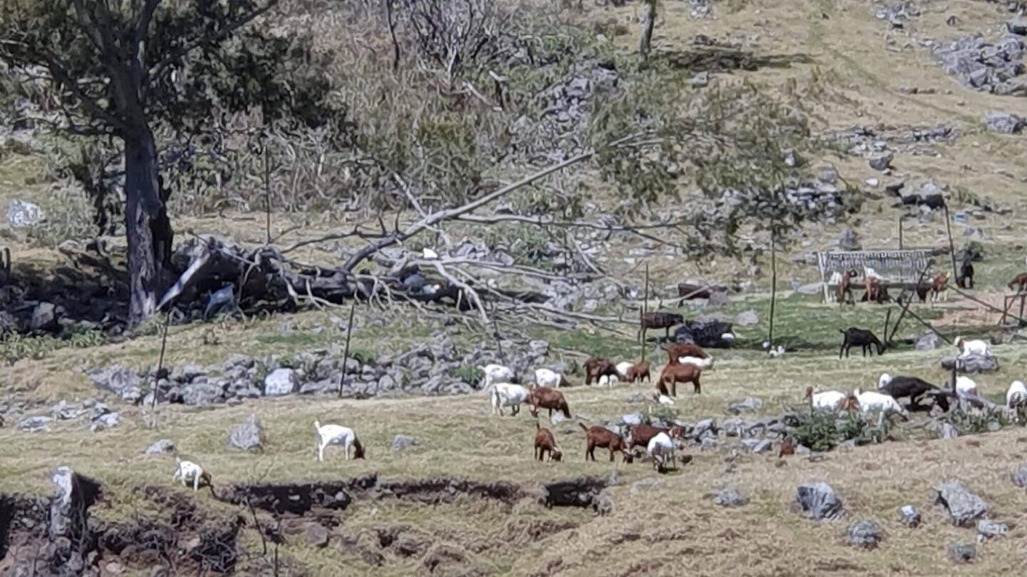Élevage de bovins a la sortie de Marla