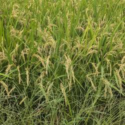 Rice nearly ready to be harvested