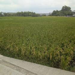 Rice is grown anywhere there is spare land