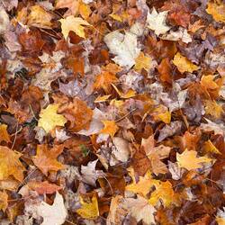 Leaves are collecting on the ground