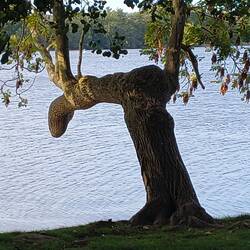Baum springt kopfüber in den See