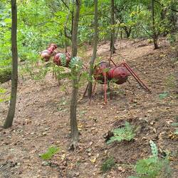 Waldameisen am Campingplatz