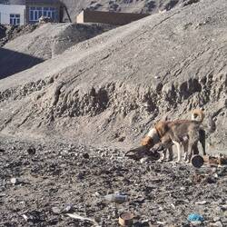 Dogs enjoy carrion here in harmony