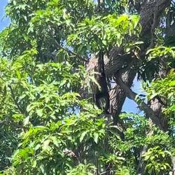 Affen gibt's hier auch...