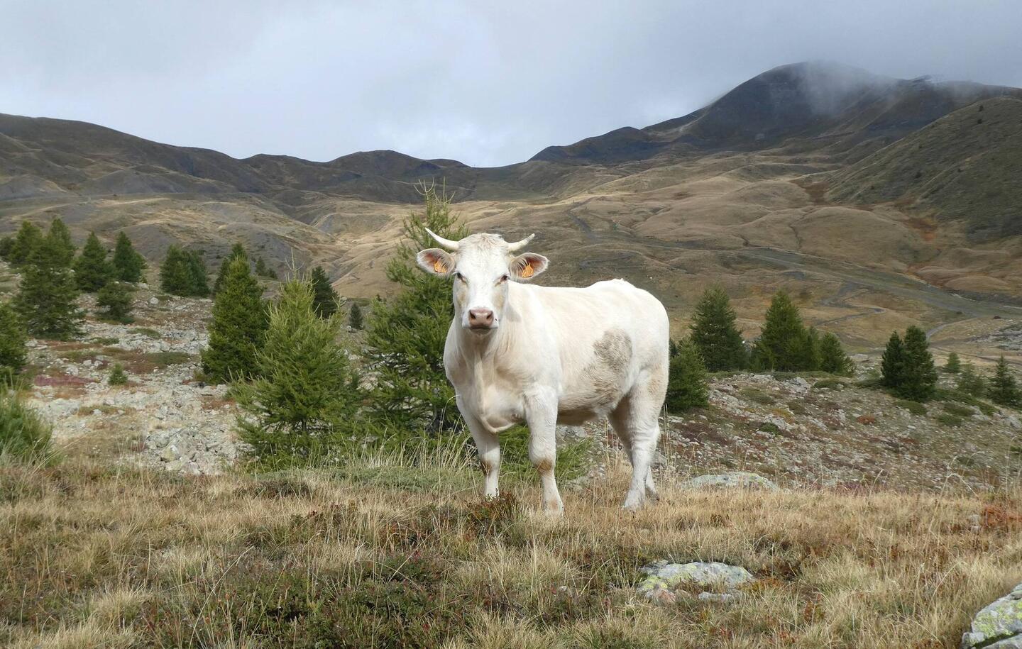 Én af Jackys køer på vej op