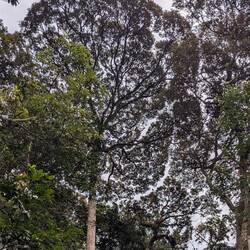 A unique feature of the trees called Canopy Shyness, which leaves a gap between them