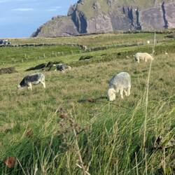 The daily fix of sheep - but gray ones!