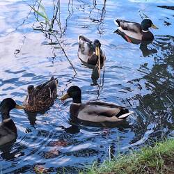 Ducks trying their luck