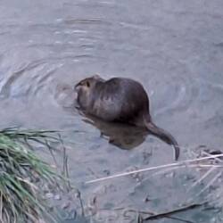 We saw a family of these water creatures