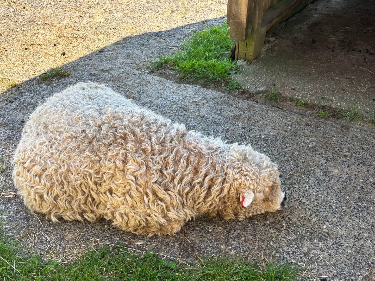 Aww I feel bad cute fluffy sheep at the seal sanctuary then stuffed lamb hotpot for dinner !