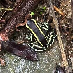 Giftiger Minifrosch