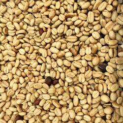 Getrocknete Kaffeebohnen, bereit zum Rösten