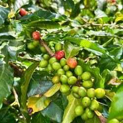 Kaffee Arabica