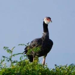 Halsband Wehrvogel (sehr selten)