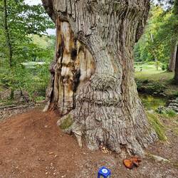 Oudest boom. De oudest boom in het Park is een zomereik van rond 1700. Ga Zelf op zoek naar Meer imp