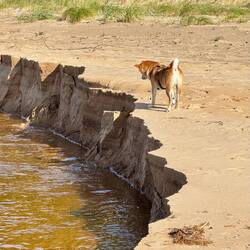 Mica erschreckt sich, da der Sand direkt neben ihm abrutscht. 😀