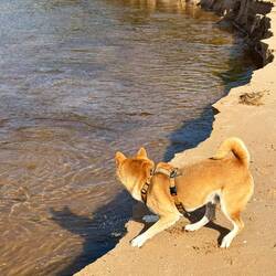 Wir haben Mica schon im Fluss gesehen! 😀