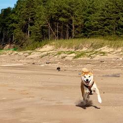 Da kommt Freude auf!