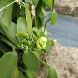 Fleur prête a éclore