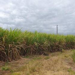 Champs de cannes à sucre