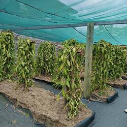 Plantation de vanille