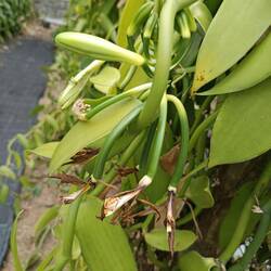 Premières gousses en formation