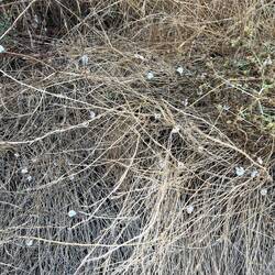 Can you guess what all these little white dots are? There were thousands of them along the road.