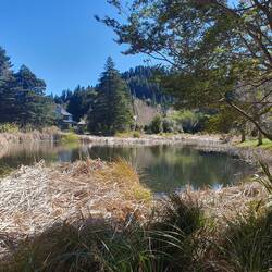 Forest walk Hanmer Springs