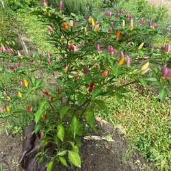 Love these peppers