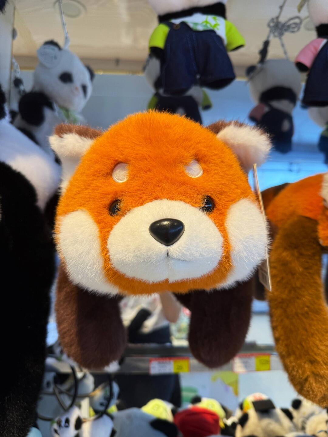 Überall süße Panda