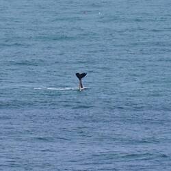 Playful humpback